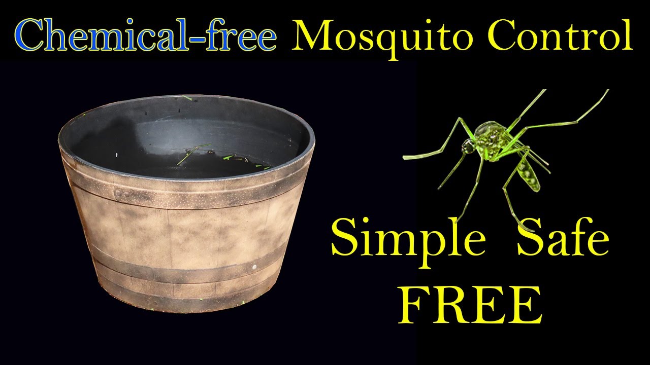 Natural Mosquito Control At Home with No Chemicals
