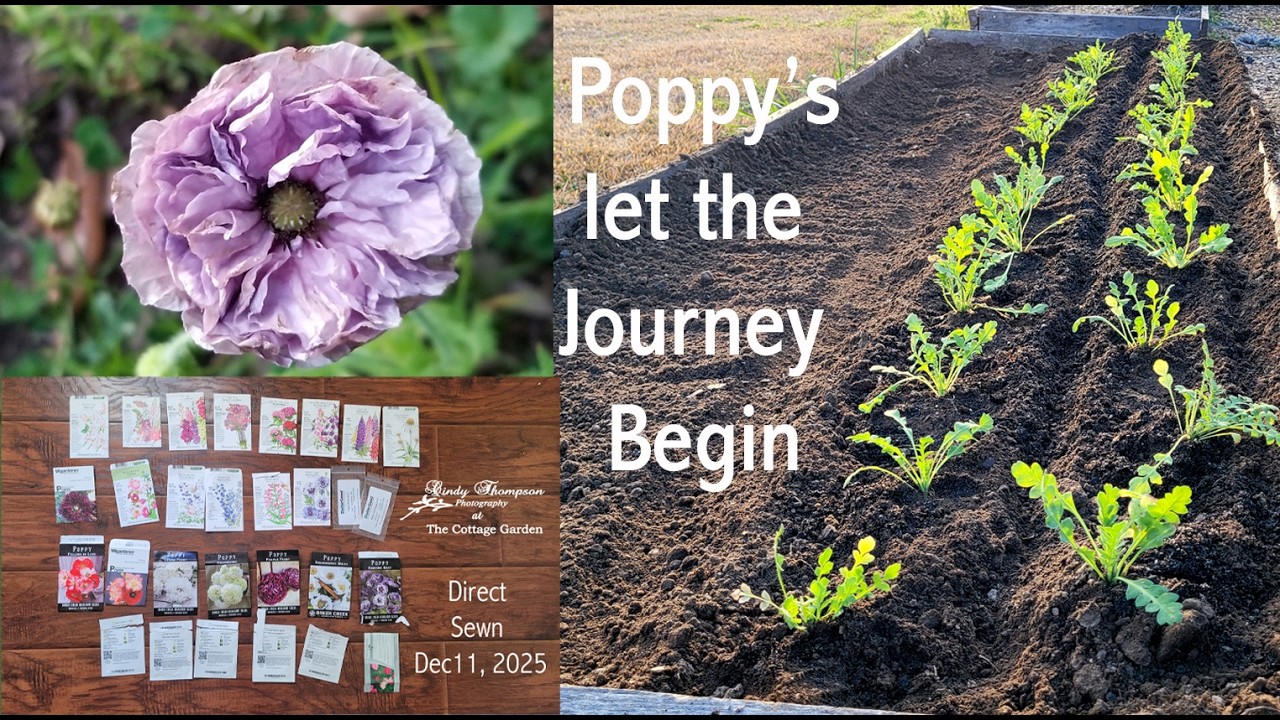 Transplanting Poppies