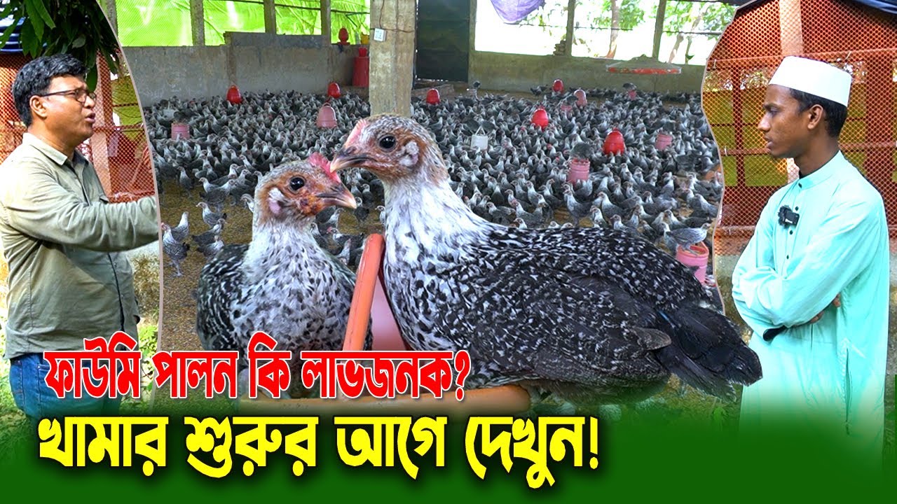 ফাউমি মুরগি পালন: শুরু করবেন কিভাবে? লাভজনক কি না জানুন! খামার করার আগে যা যা জানা জরুরি!