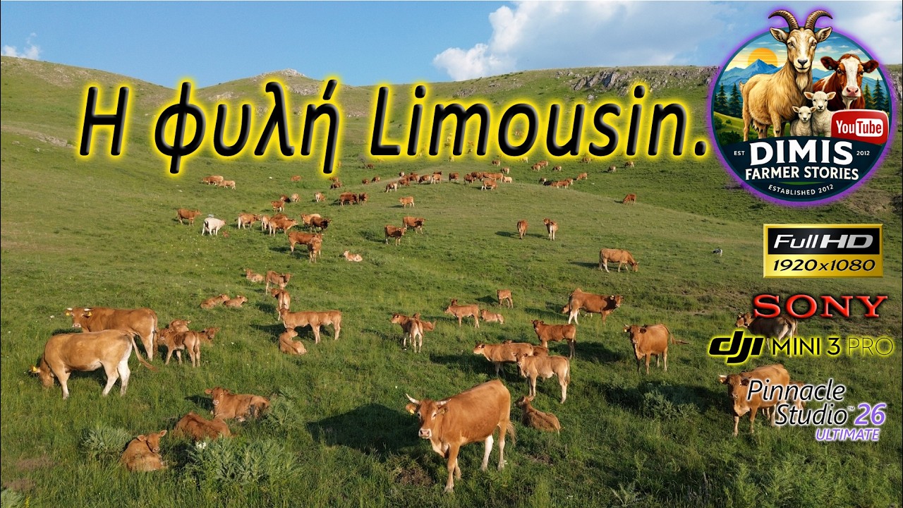 Η φυλή Limousin.