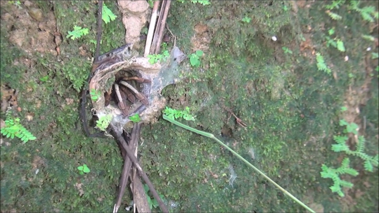 Haploclastus devamantha from India in Nature