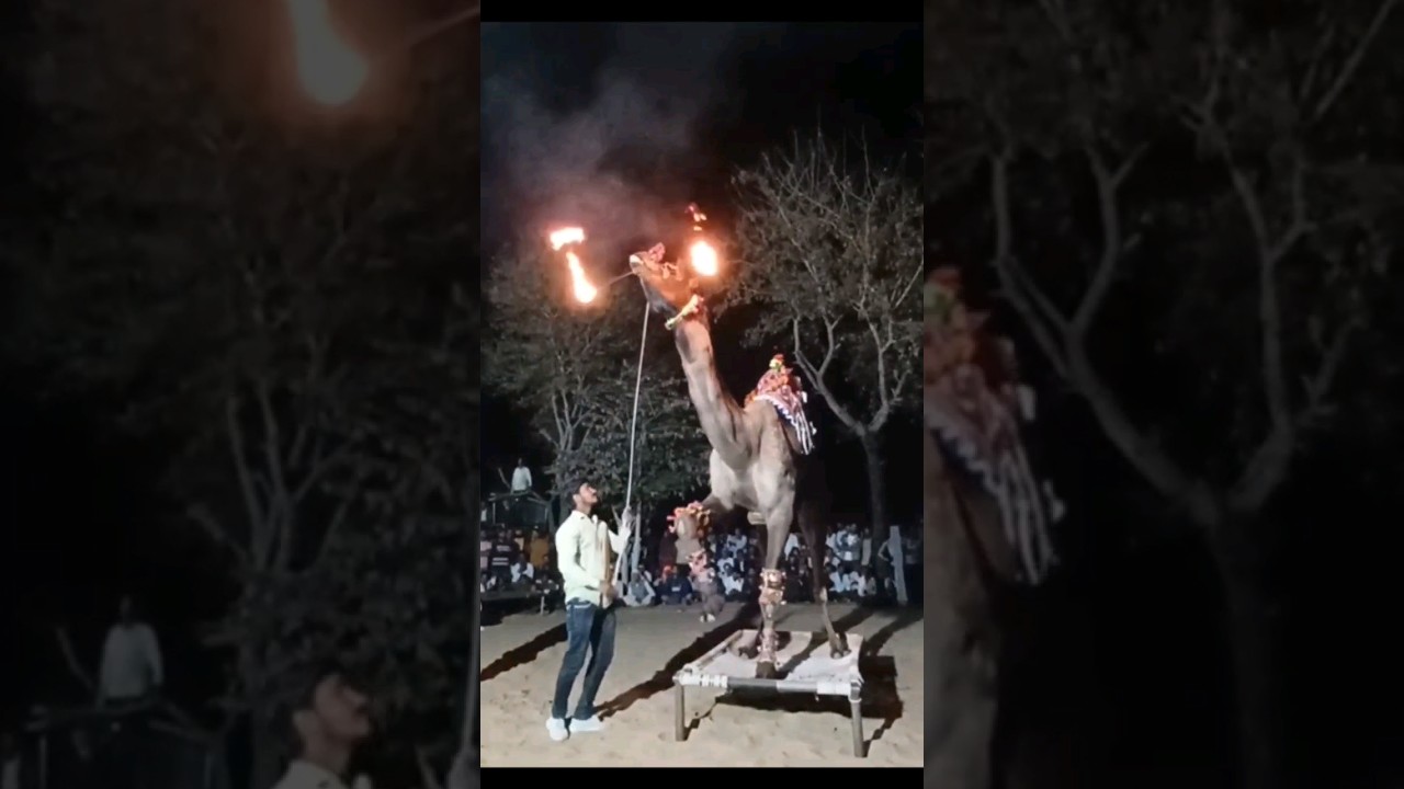 camel dance #perfume #rajasthanidance #rajasthanidjsong #camel