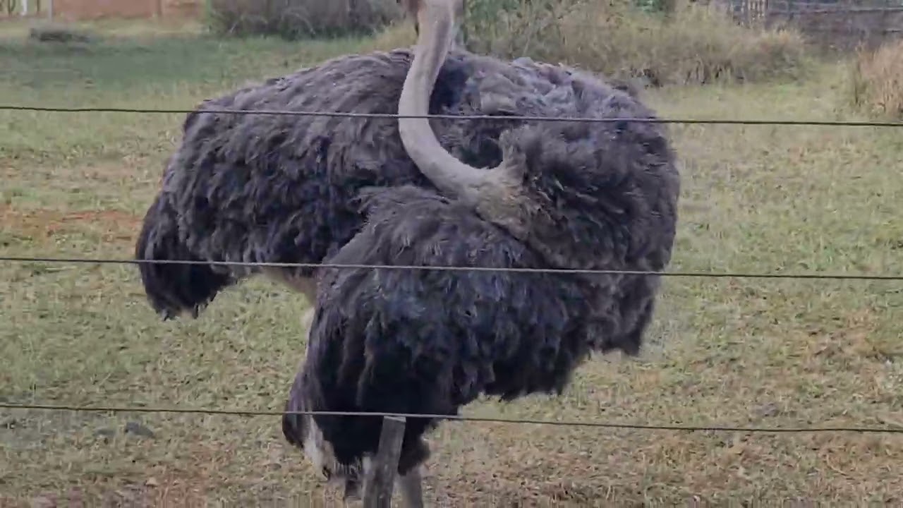 Zoo de Brasília-DF...