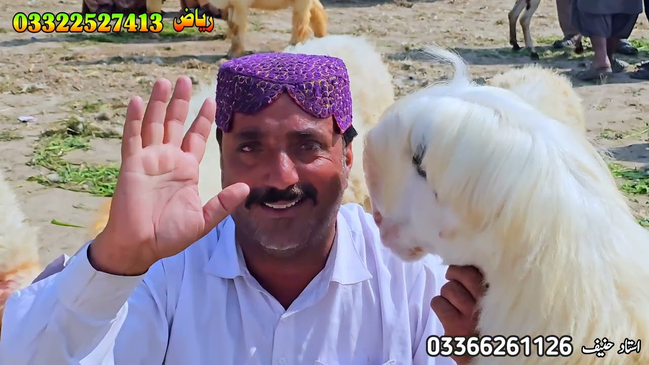 استاد حنیف نے رمضان کی آفر لگادی ہے سلطان بریڈ بہت سستی کردی ہے 
