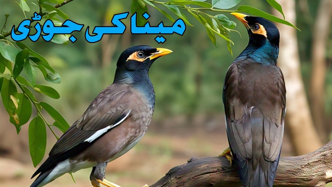 Myna ki zabardast Jodi ||  myna bird || cute myna bird talking || my talking myna #myna #talking