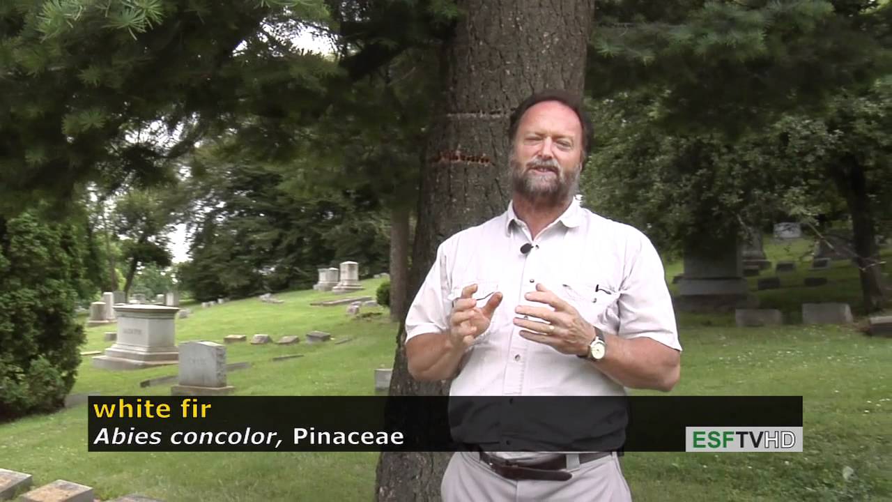 Trees with Don Leopold - white fir