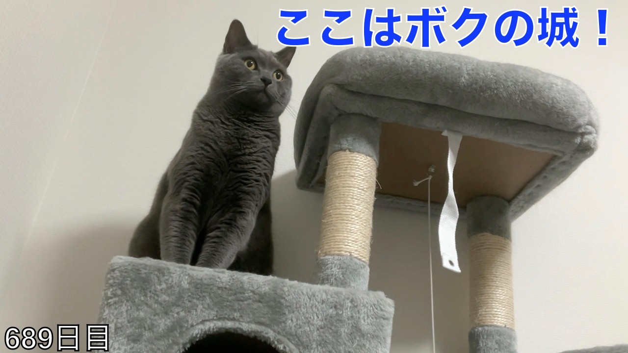 【スコ猫トト君】自分の城は自分で守る！的な感じになって欲しいんですが•••