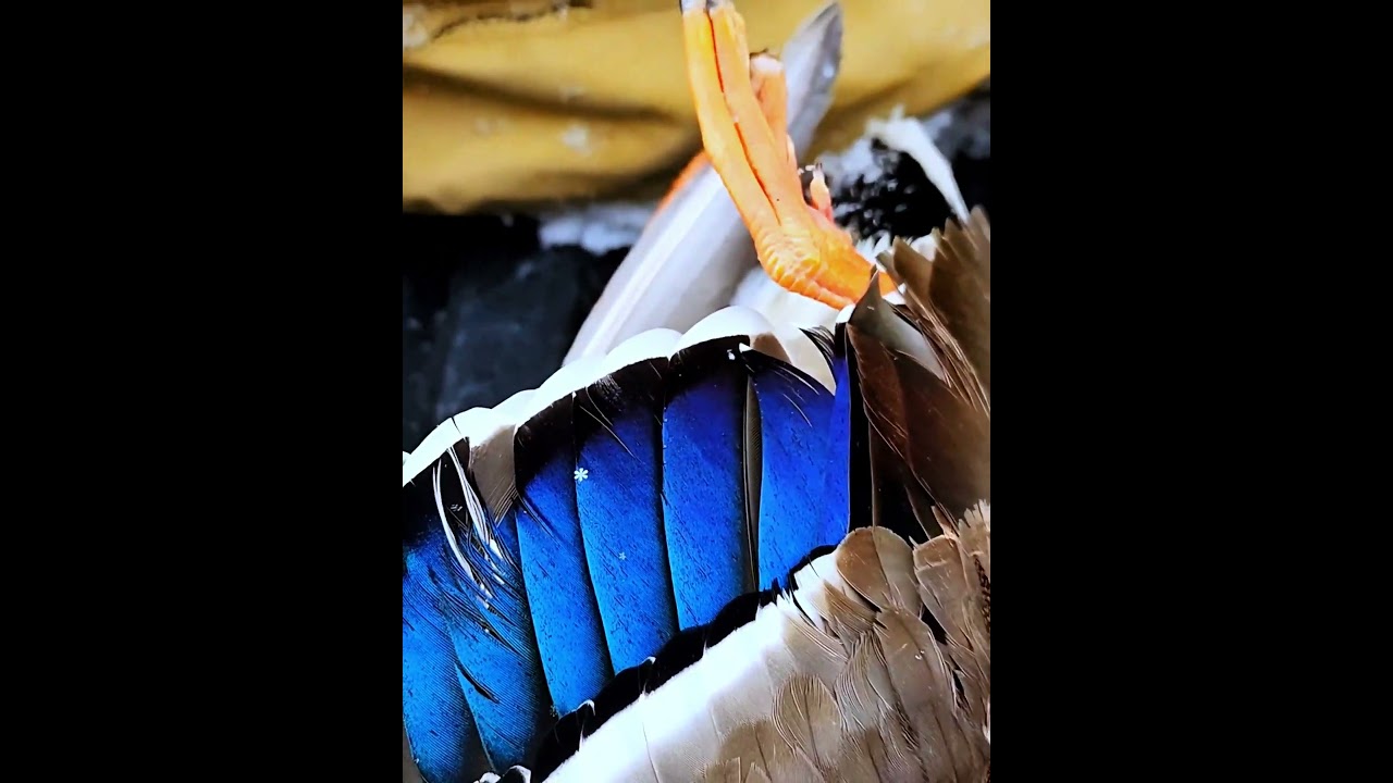Waterfowl hunting is always paired with 