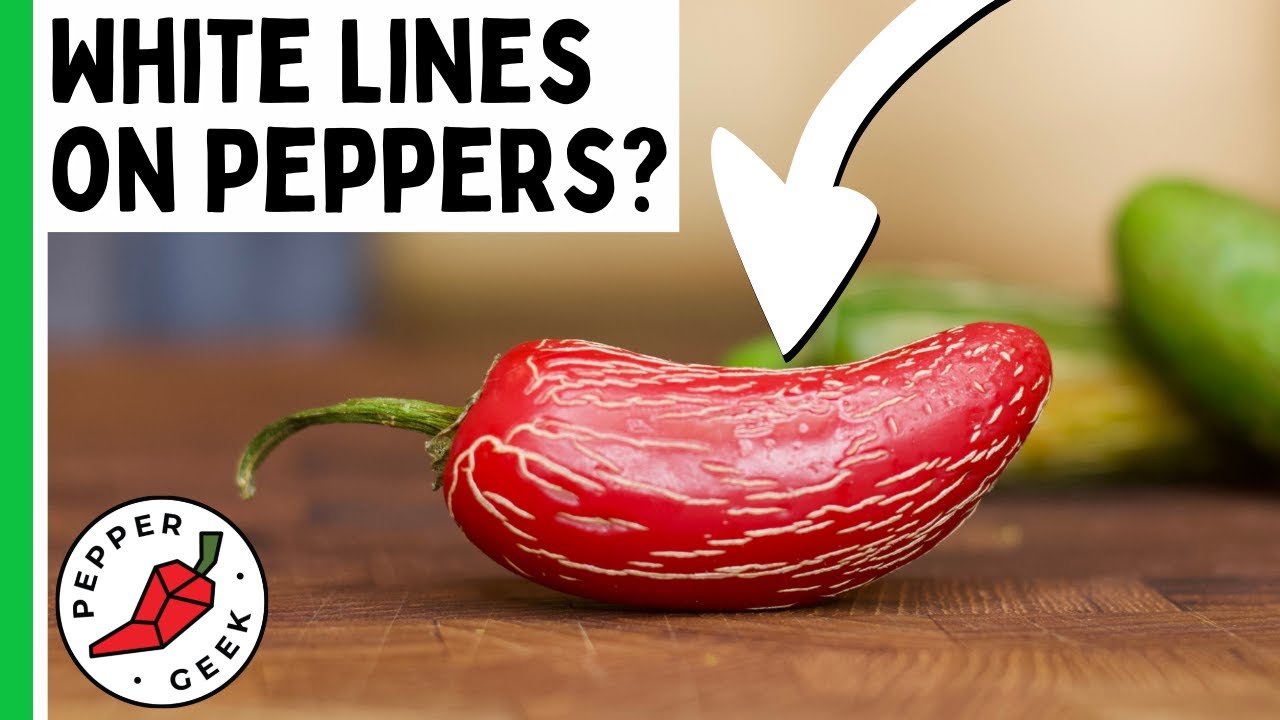 White Lines on Peppers - What is Pepper Corking? - Pepper Geek