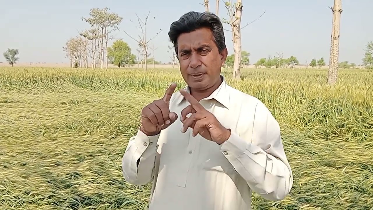 How Much Yield Loss in Wheat After Lodging ?
