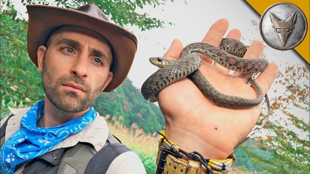 Niebezpieczny Wąż z Japonii! Tygrysi Keelback &ndash; Jadowity i Trujący 🐍 | Brave Wilderness Polski