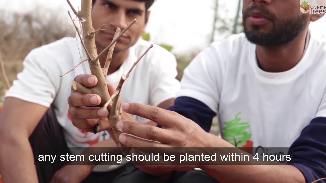 How to plant trees by stem cutting?
