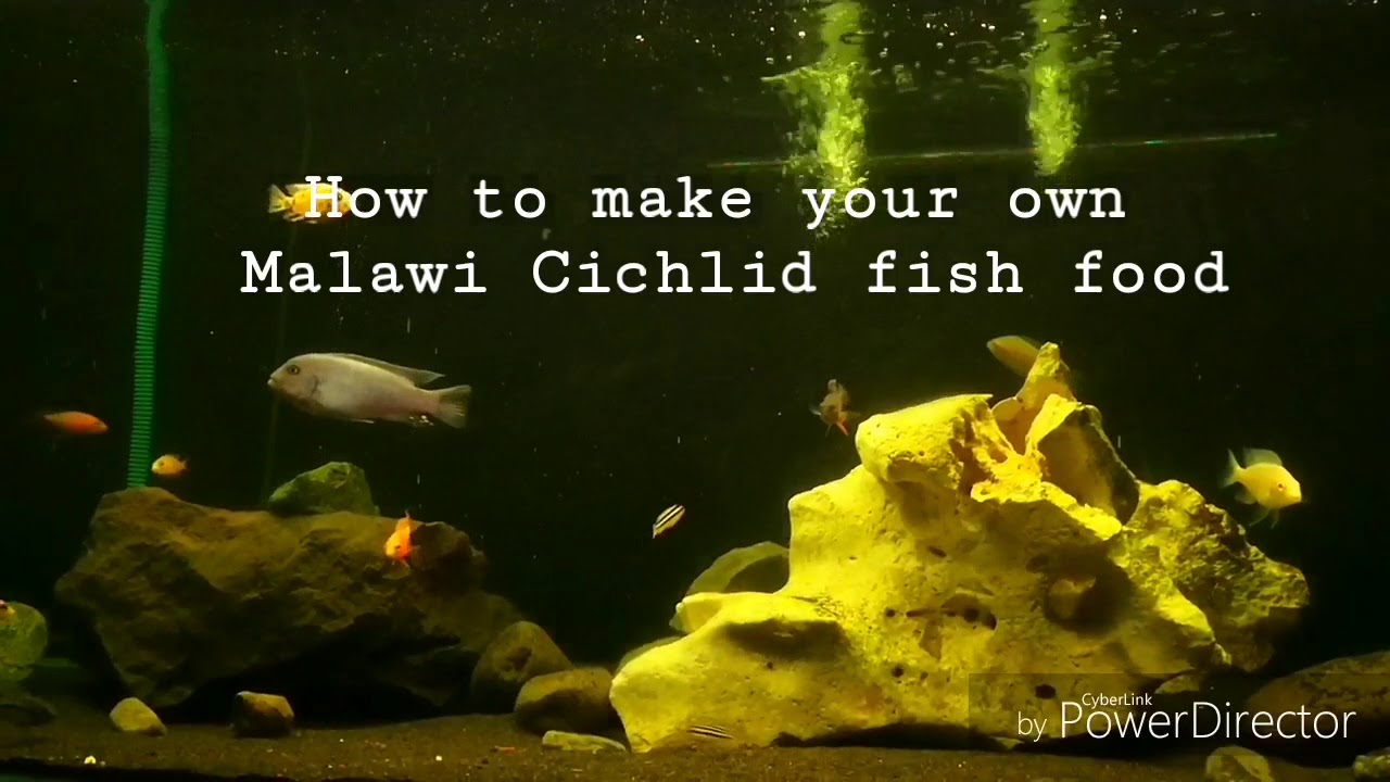 How to make your own fish food Malawi Cichlid