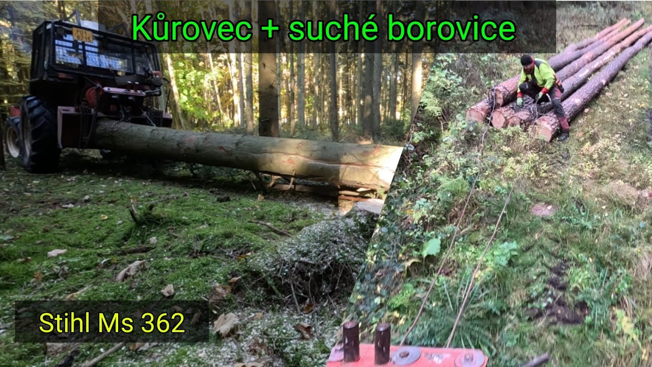 Další den v lese: Dokončení smrků a přesun na těžbu suchých borovic