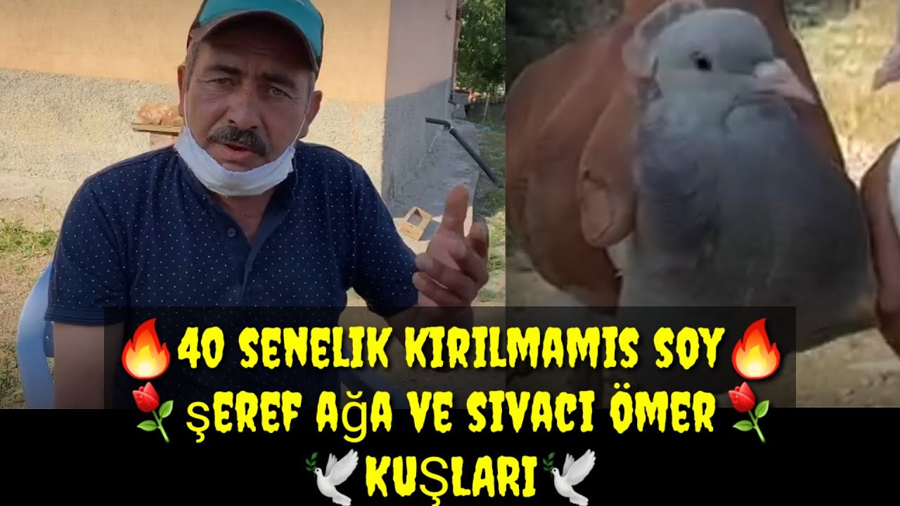TAKLACI GÜVERCİN PLAY ПТИЦА ЧЕСТЬ ДЕРЕВЯННАЯ И ШТУКАТУРНАЯ ОМЕ...