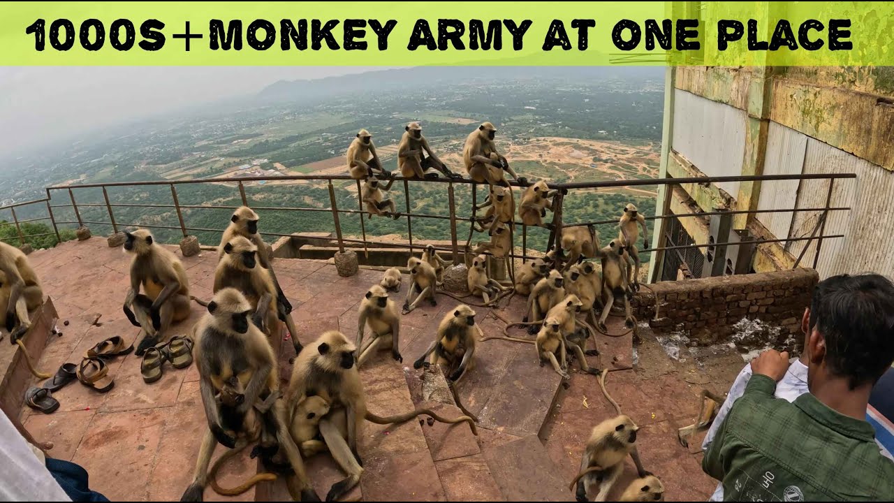 &ldquo;1000+ Monkeys at Savitri Temple 😱 | Secret Waterfall Adventure in Unseen Pushkar&rdquo;