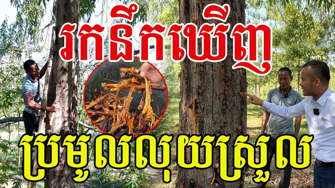 ចេះរកនឹកឃើញពូ ប្រមូលលុយស្រួល សូមសរសើរទំនងមែន