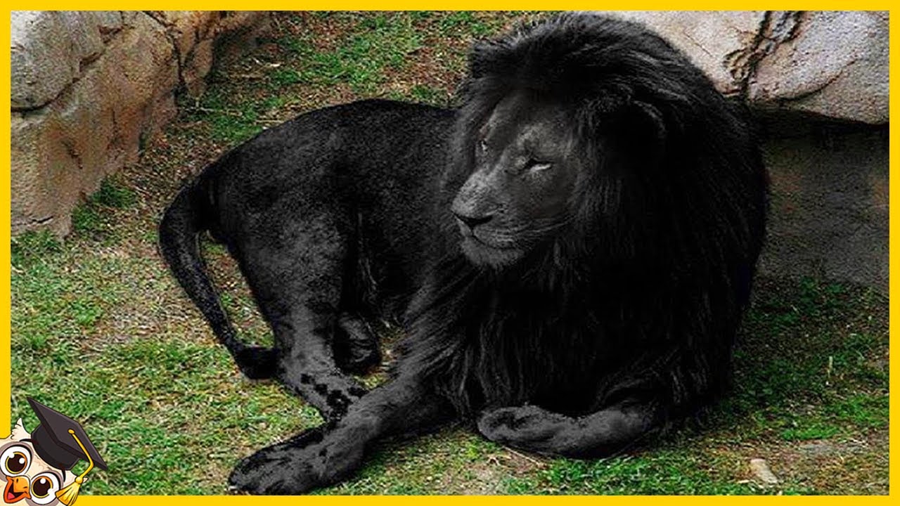 10 Najrzadszych zwierząt na świecie