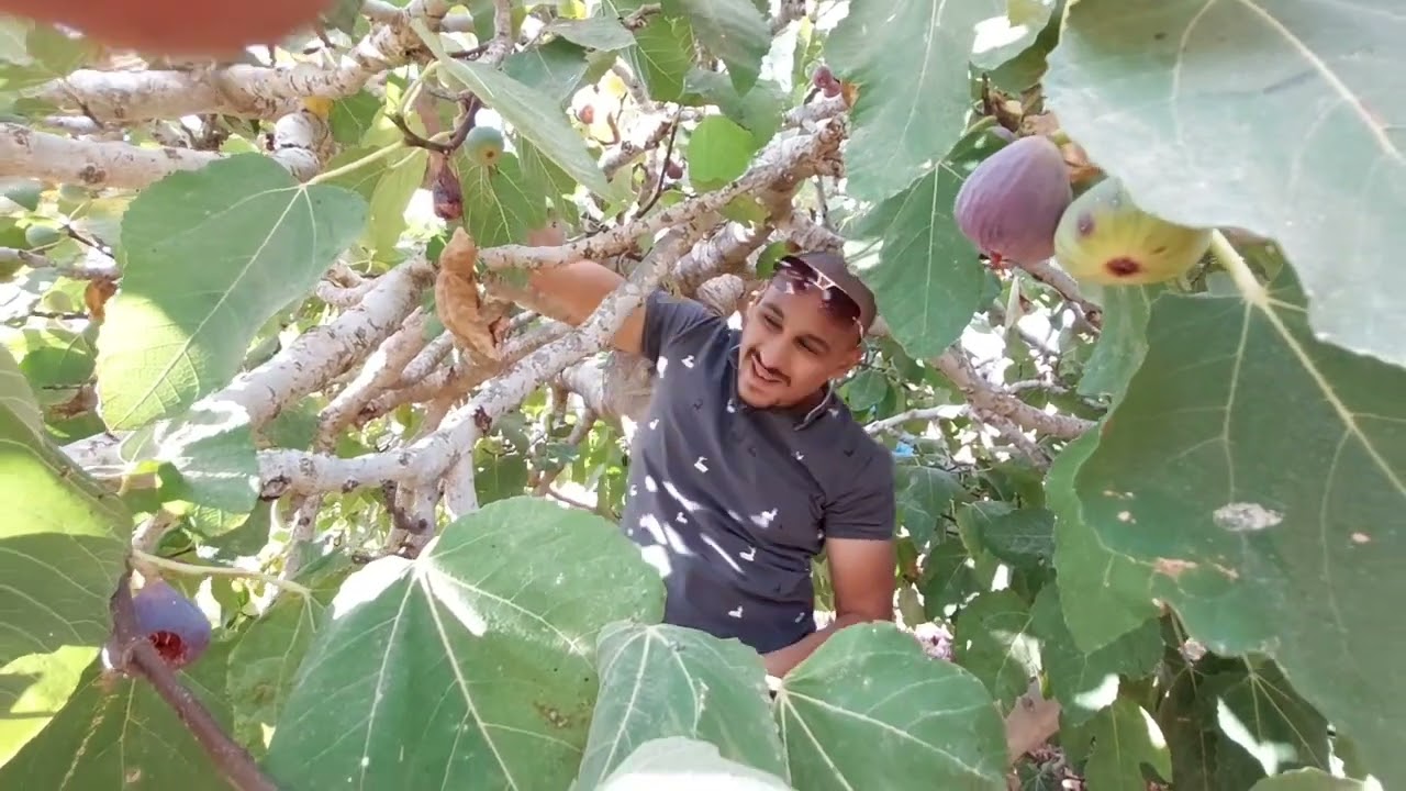 كلنا تين مطروح بعد مارجعنا من راس ابو لهو
