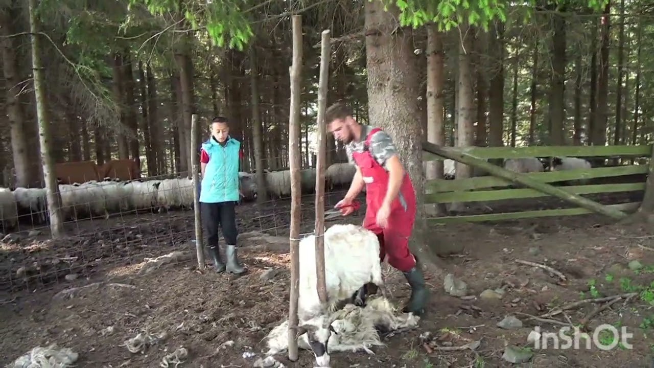 naj lakši način šišanja ovaca.a stočar vam otkriva i lijek za asmu