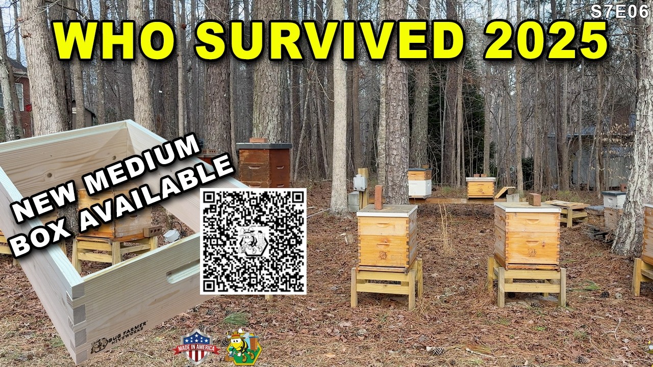 Who Survives 2025?  | Looking into a few hives on a warm day and sharing new HIVEWORKS medium box.