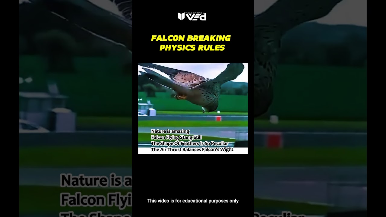 Falcon Breaking Physics Rules?! Nature Is Amazing 😳🦅 #shorts