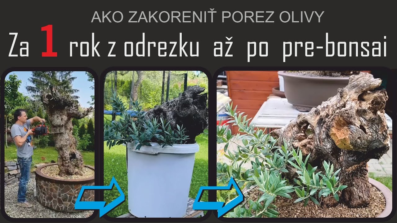 Oliva europaea - zakoreňovanie odrezku