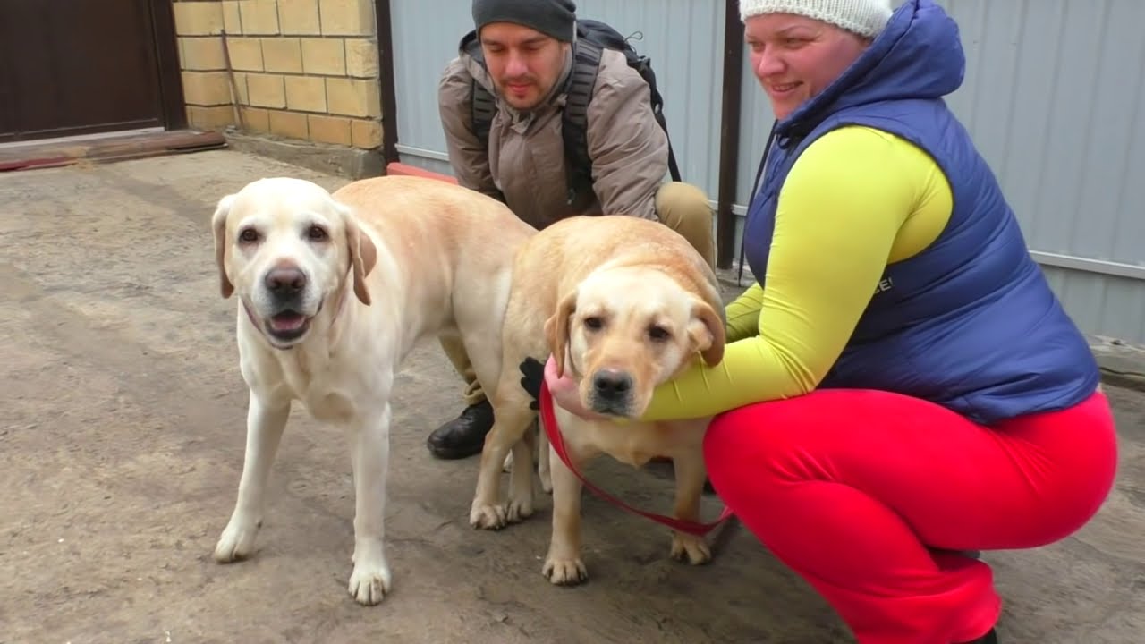Палевые Лабрадоры Трейси и Малибу Свадьба. Active yellow labradors. Wedding