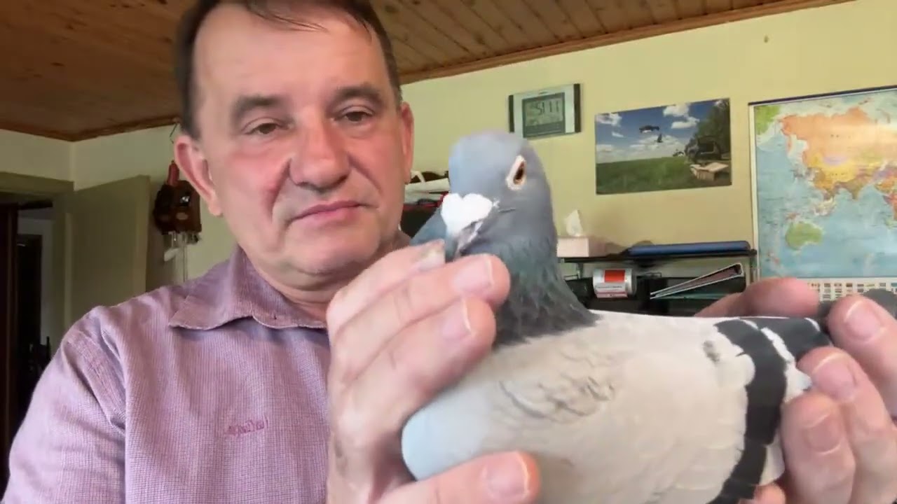 Gołębie Belgia Jan Pappens  Fin Tom Van Gawer do rozpłodu 513016809 Artur Pawelec