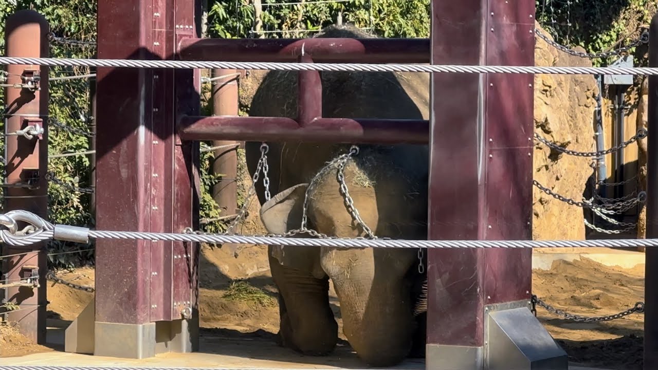 トレーニング中のウタイちゃんの元へゲートを潜って行きたいスーリヤさん🐘　2月10日 上野動物園　アジアゾウ