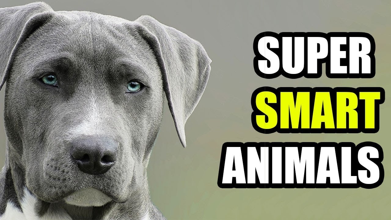 Super Smart Animals COMPILATION 2018
