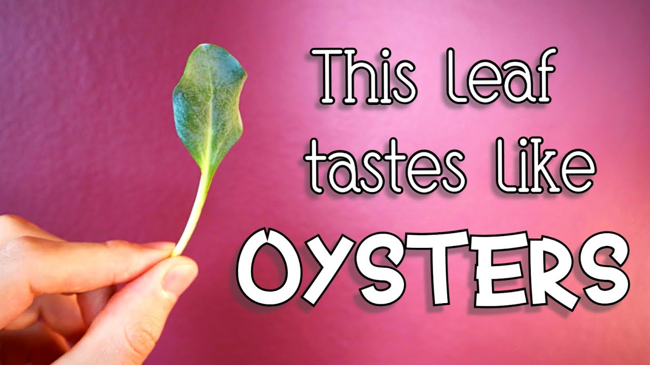 Oyster Leaf : Tryng a Leaf that Tastes like Oysters! - Amazing Plants