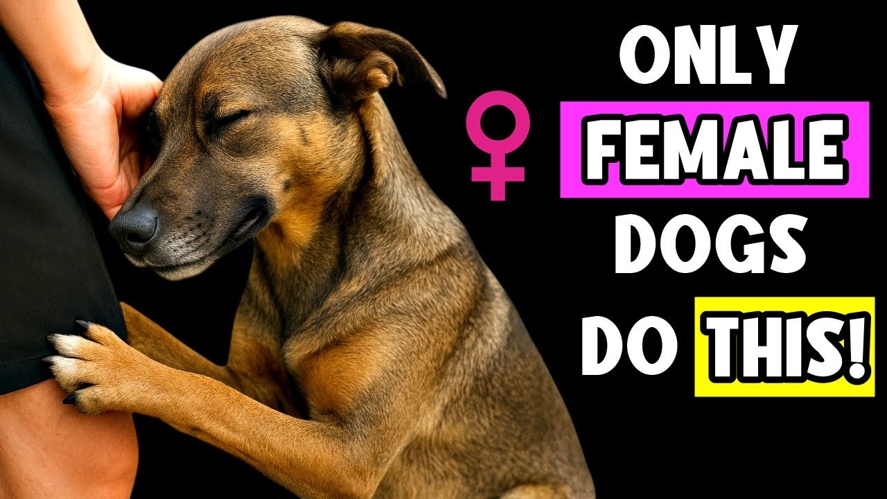 Only Female Dogs Do THIS&hellip; And The Heartwarming Reason Will Melt You! 🧡🐕