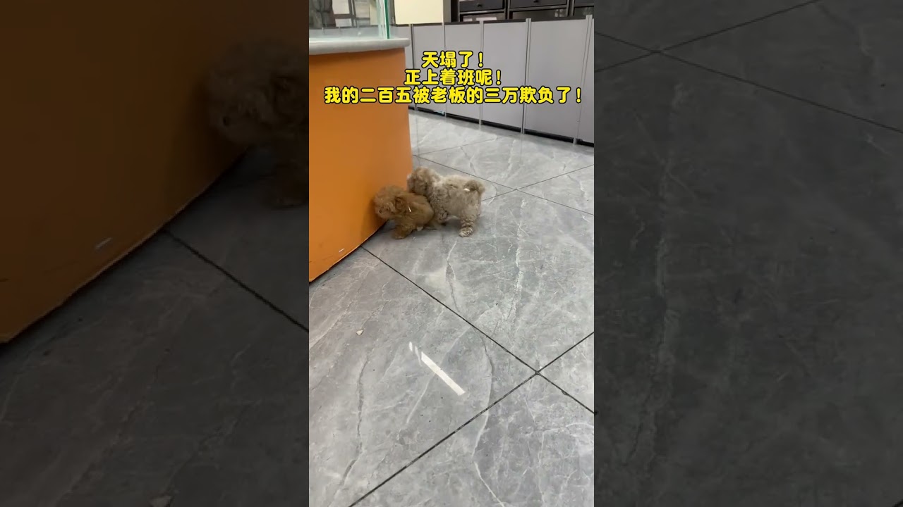 The sky is falling my 250 is bullied by the boss s 30 000 I dare not say a word you can on