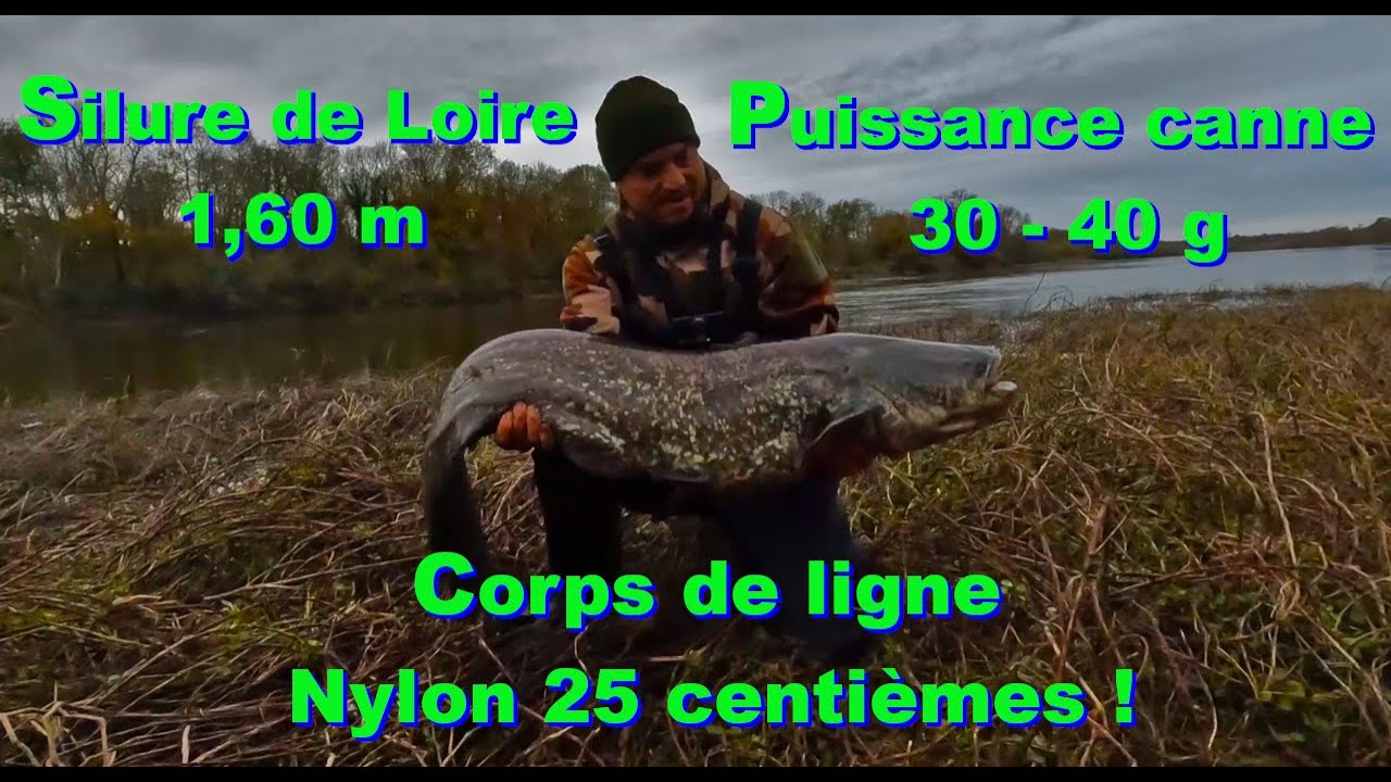 Silure de Loire avec du matériel absolument pas adapté // Pêche du carnassier.