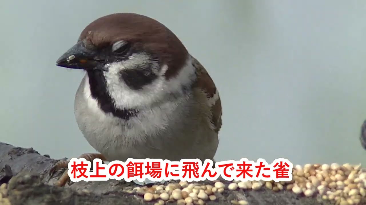 枝上の餌場に飛んで来る雀達 20260318 （天満宮）