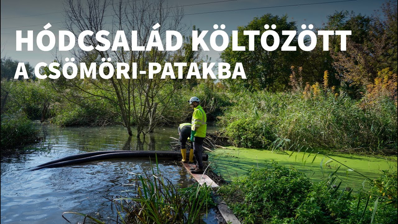 A budapesti h&oacute;d-gate! 🦫