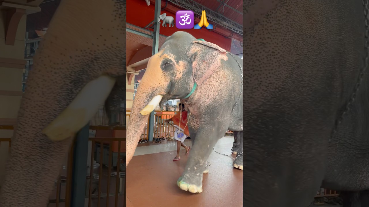 Majestic Guruvayur Elephant Rounding the Temple 🐘🛕 | Divine Temple Moments
