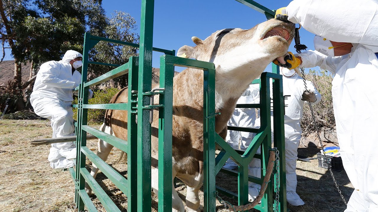 SAG innova con Manga Móvil para realizar inspecciones de animales en terreno