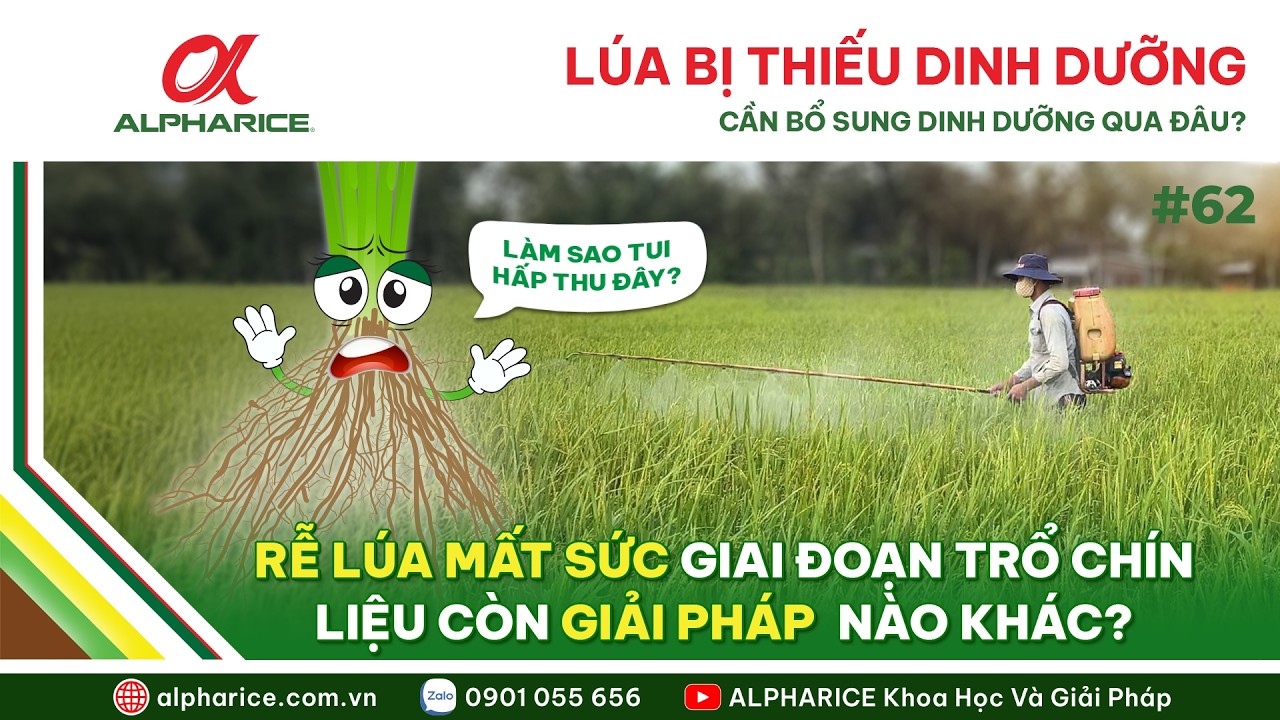 THIẾU DINH DƯỠNG GIAI ĐOẠN TRỔ CHÍN. CÂY LÚA CẦN ĐƯỢC BỔ SUNG DINH DƯỠNG QUA ĐÂU? | ALPHARICE
