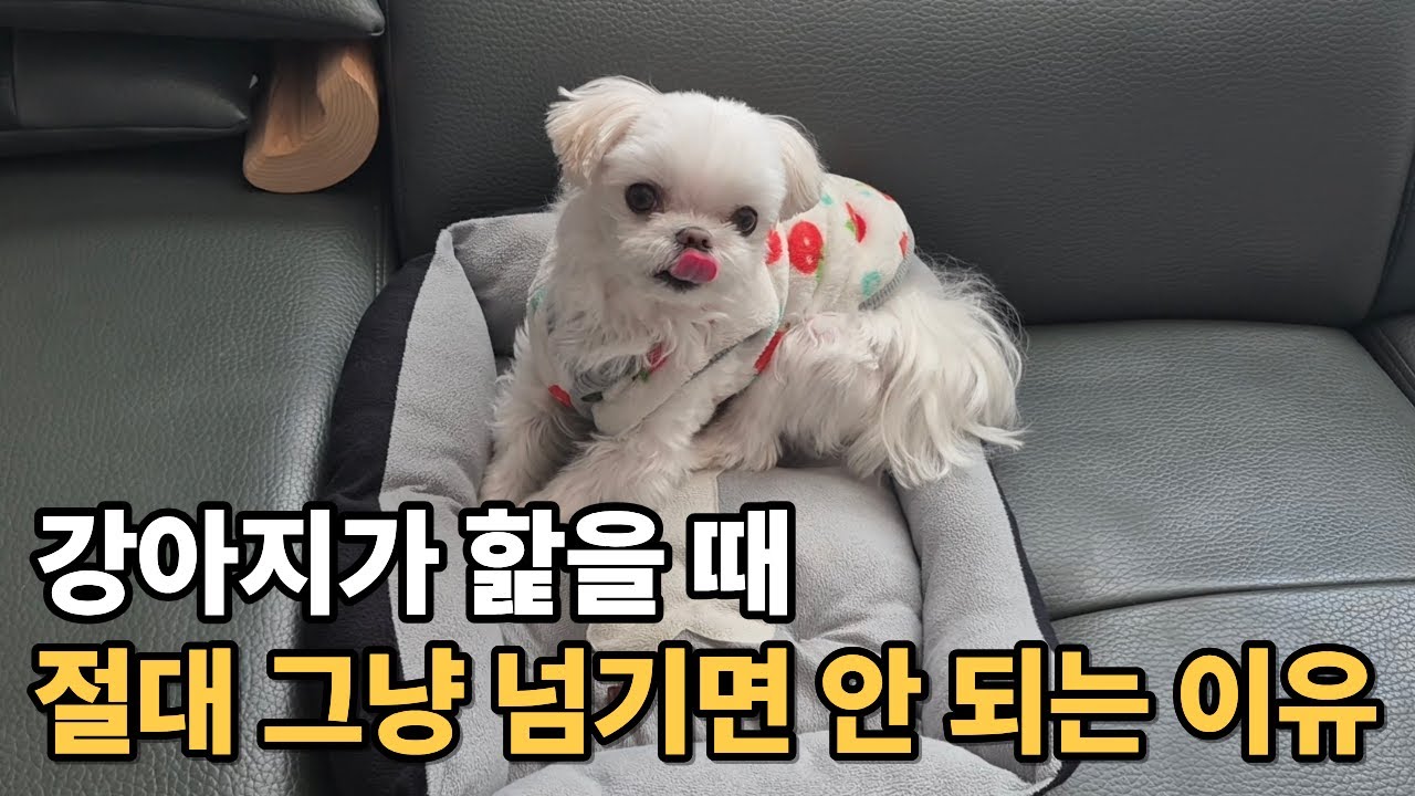 우리 강아지가 핥는 진짜 마음