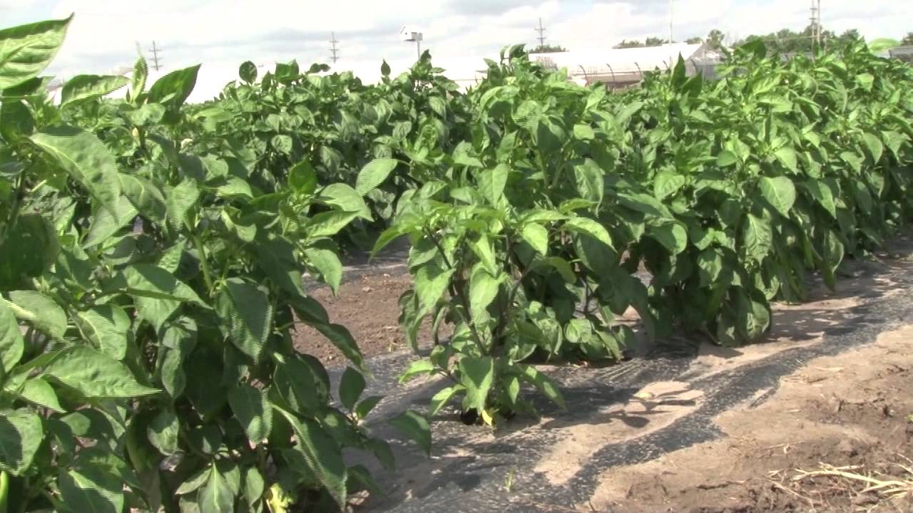 Garden for Good, Hutchinson Correctional Facility