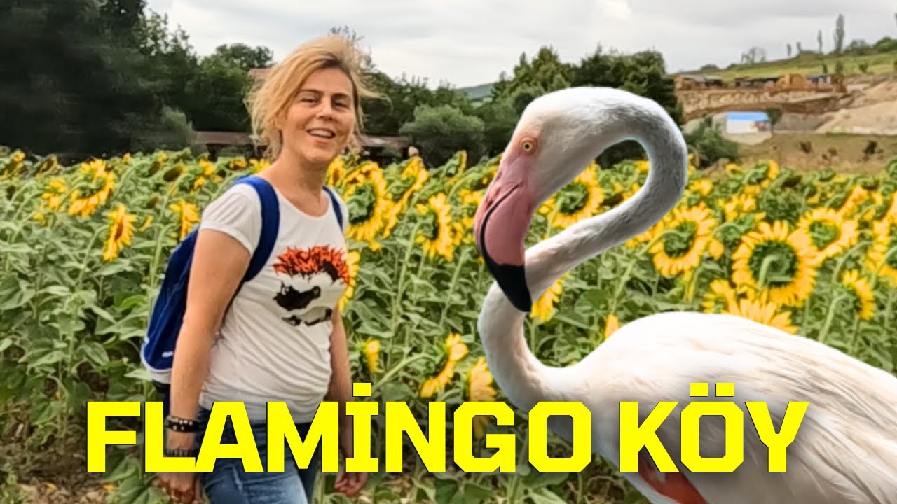 FLAMİNGO KÖY - AYÇİÇEK TARLASI VE KARASU DERESİNDE BİSİKLET TURU - KÖY KAHVALTISI, ÇATALCA GEZİ