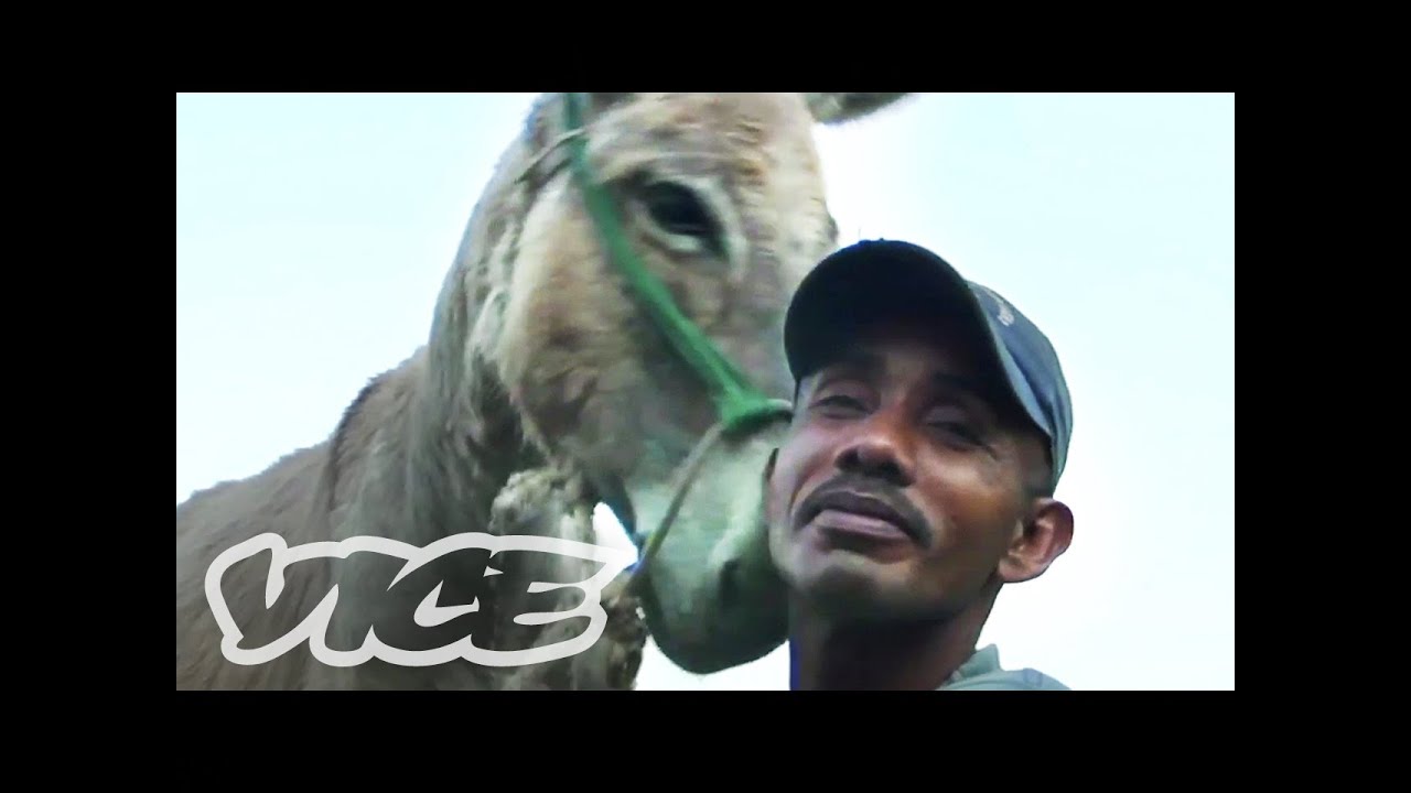 Donkey Sex: The Most Bizarre Tradition