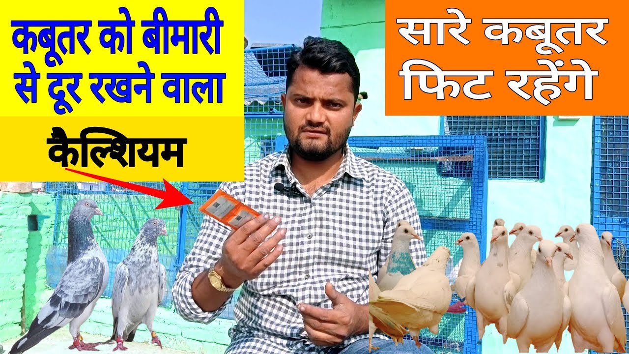 Kabutar ke liye bast calcium | कबूतर के लिए बेस्ट कैल्शियम