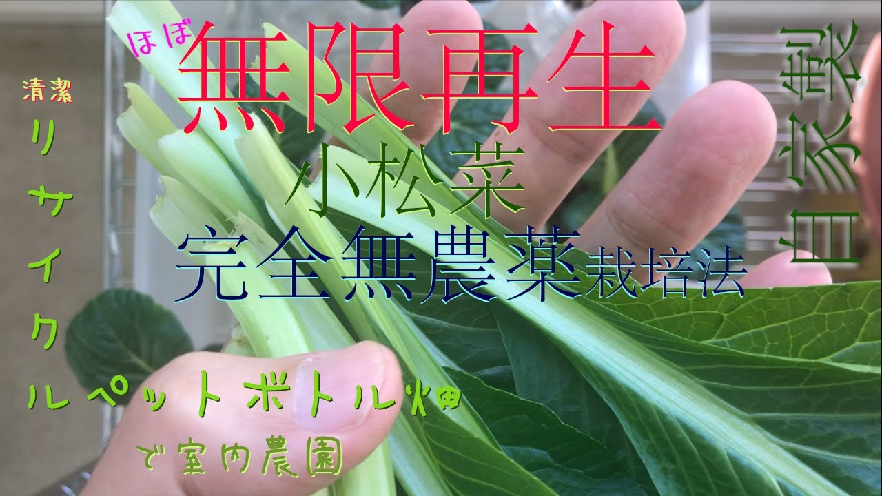 【自家製無農薬再生小松菜】おいしい無限再生小松菜を室内で育てます【ペットボトル畑】