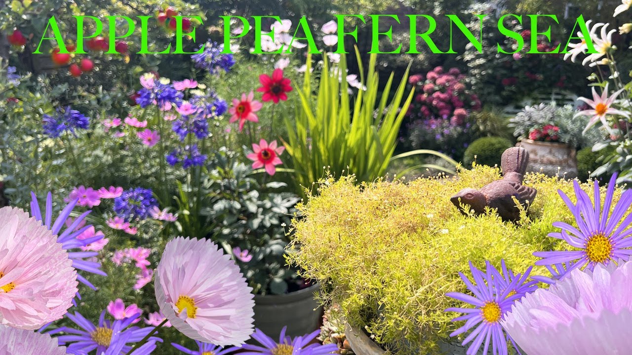 August Container Garden Tour & Topiary Trim, Cosmos ‘Cupcakes Blush’ & Many Lovely Growing Things!