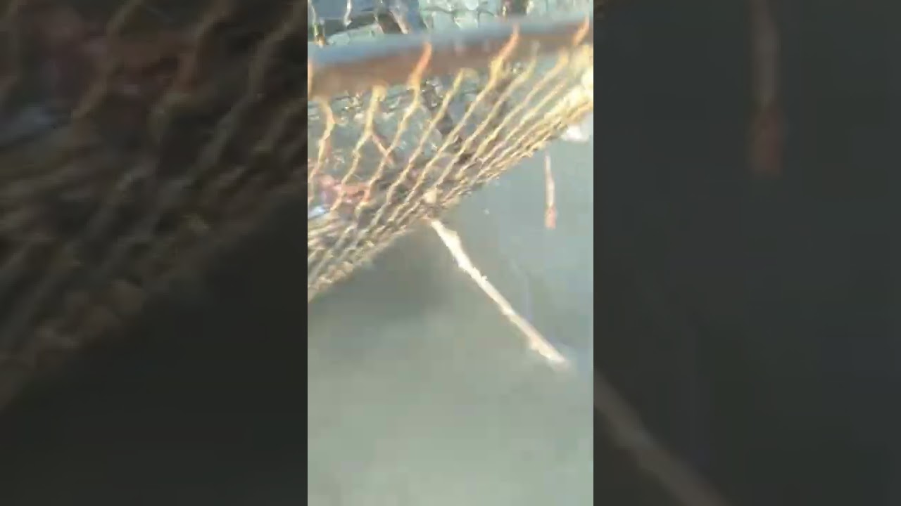 Best crab trap/ Amazing crab fishing #short #shorts #youtube shorts