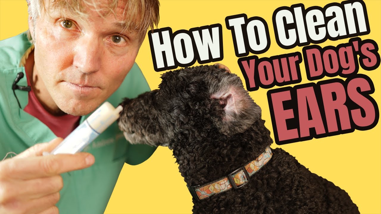 How to Clean Your Dog's Ears | Safe, Step-by-Step Tutorial!
