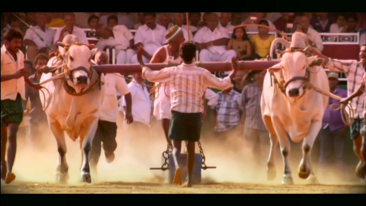 Ongole bulls || Senior bulls stone pulling Competition @ongoleboytelugu